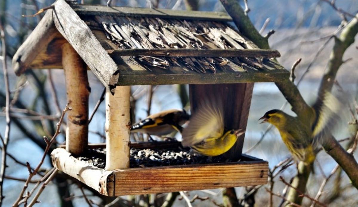 Během sobotního výletu do Brd si lidé vyrobí krmítko pro ptáky