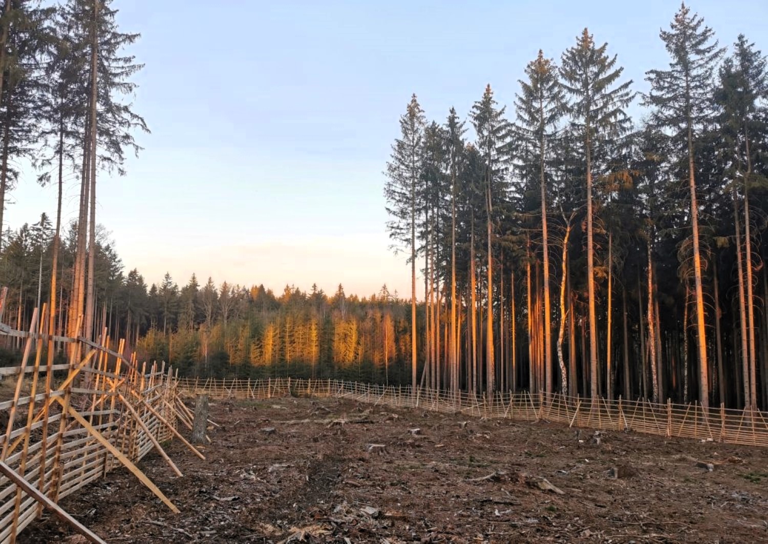 Kůrovcová kalamita u VLS loni skončila, podnik srazil kalamitní základ v lesích na 4 procenta